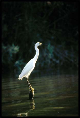 Egretta thula