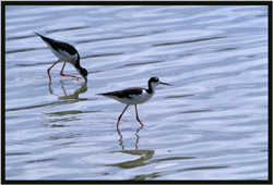 Avoceta