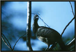 Chachalaca