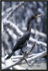 Cormoran
